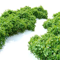 Lush Green Shrubs with Dense Foliage in Outdoor Garden Landscape