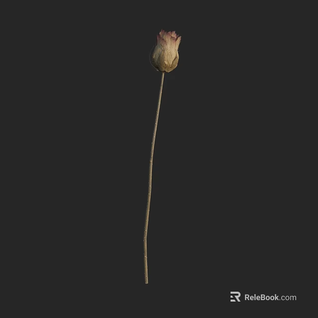 Single Dried Flower with Slender Stem and Withered Bud on Black Background 3d model