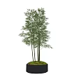 Potted Bamboo Plant With Slender Green Stalks In Gray Ceramic Pot With Moss