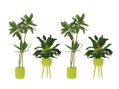 Arbor Plants of Various Heights in Yellow Pots with Green Leaves for Indoor Decor 3d model