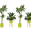 Arbor Plants of Various Heights in Yellow Pots with Green Leaves for Indoor Decor