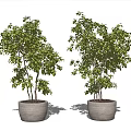 Two Bonsai Potted Plants With Lush Green Leaves And Gray Textured Pots