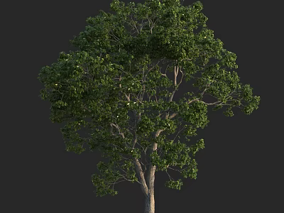 Lush Arbor With Green Foliage And Brown Wooden Trunk On Dark Background 3d model