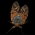 Close Up Of Cicada Flying Insect With Patterned Wings Dark Orange Body On Black Background