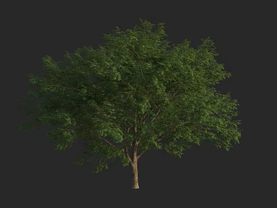 Lush Green Arbor with Dense Foliage and Brown Trunk on Dark Background 3d model