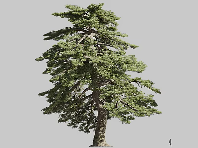 Tall Pine Tree With Dense Green Foliage Thick Trunk And Towering Height 3d model
