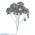 Tall Arbor Tree with Thick Trunk Lush Branches and Leaves Against Blue Sky White Clouds