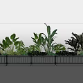 Plant Combination With Various Green Leafy Plants And Ferns In Black Rectangular Planters