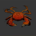 Red Aquatic Crab With Vibrant Color Distinctive Claws And Detailed Legs