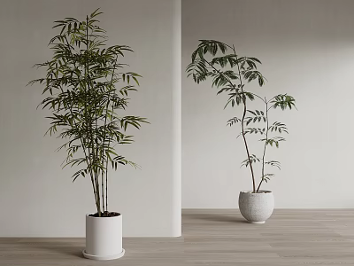 Indoor Hanging Basket Plants with Lush Green Leaves in White Planters on Wooden Floor 3d model