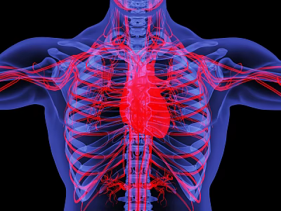 3D Medical Anatomical Model Showing Human Heart Vascular System And Skeleton Structure 3d model