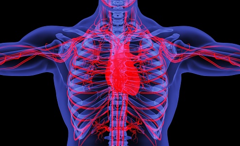 Modern thoracic cavity Human thoracic cavity fluoroscopy 3d model