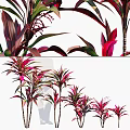 Ornamental Trees with Red and Green Leaves Clustered Trunks for Landscape Decoration
