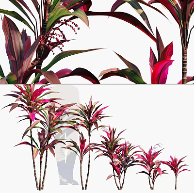 Ornamental Trees with Red and Green Leaves Clustered Trunks for Landscape Decoration 3d model