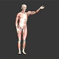 Anatomical Medical Device Human Muscle Model as Anatomy Teaching Tool for Education
