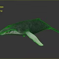 Blue Whale 3D Model With White Fins On Smooth Black Surface Showing Reflection
