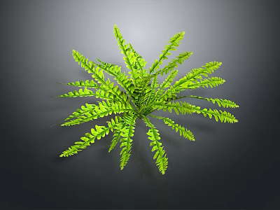 Vibrant Green Fern Plant With Lush Feathery Fronds On Dark Background 3d model