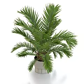 Green Potted Palm Plant With Feathery Leaves In Silver Cylindrical Pot