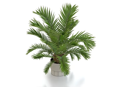 Green Potted Palm Plant With Feathery Leaves In Silver Cylindrical Pot 3d model