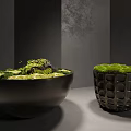 Lush Green Moss Decorative Display In Ceramic Bowl And Textured Container