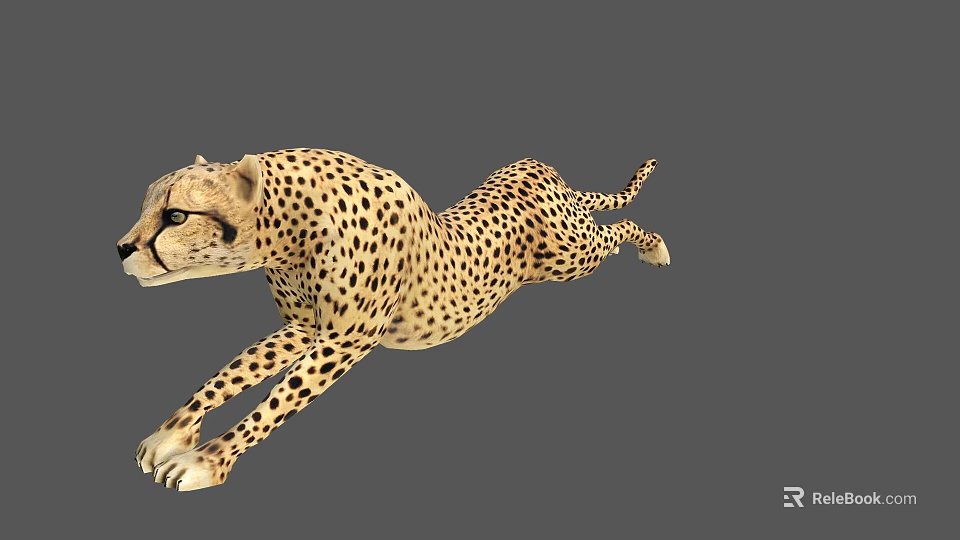 Cheetah 3D Model In Dynamic Running Pose With Detailed Fur Pattern 3d model 