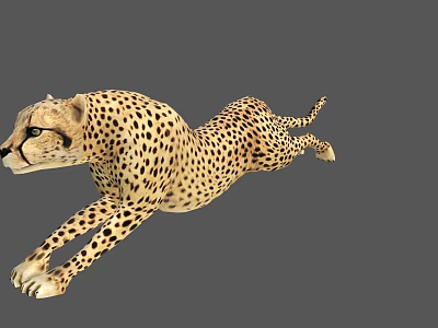 Cheetah 3D Model In Dynamic Running Pose With Detailed Fur Pattern 3d model