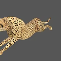 Cheetah 3D Model In Dynamic Running Pose With Detailed Fur Pattern