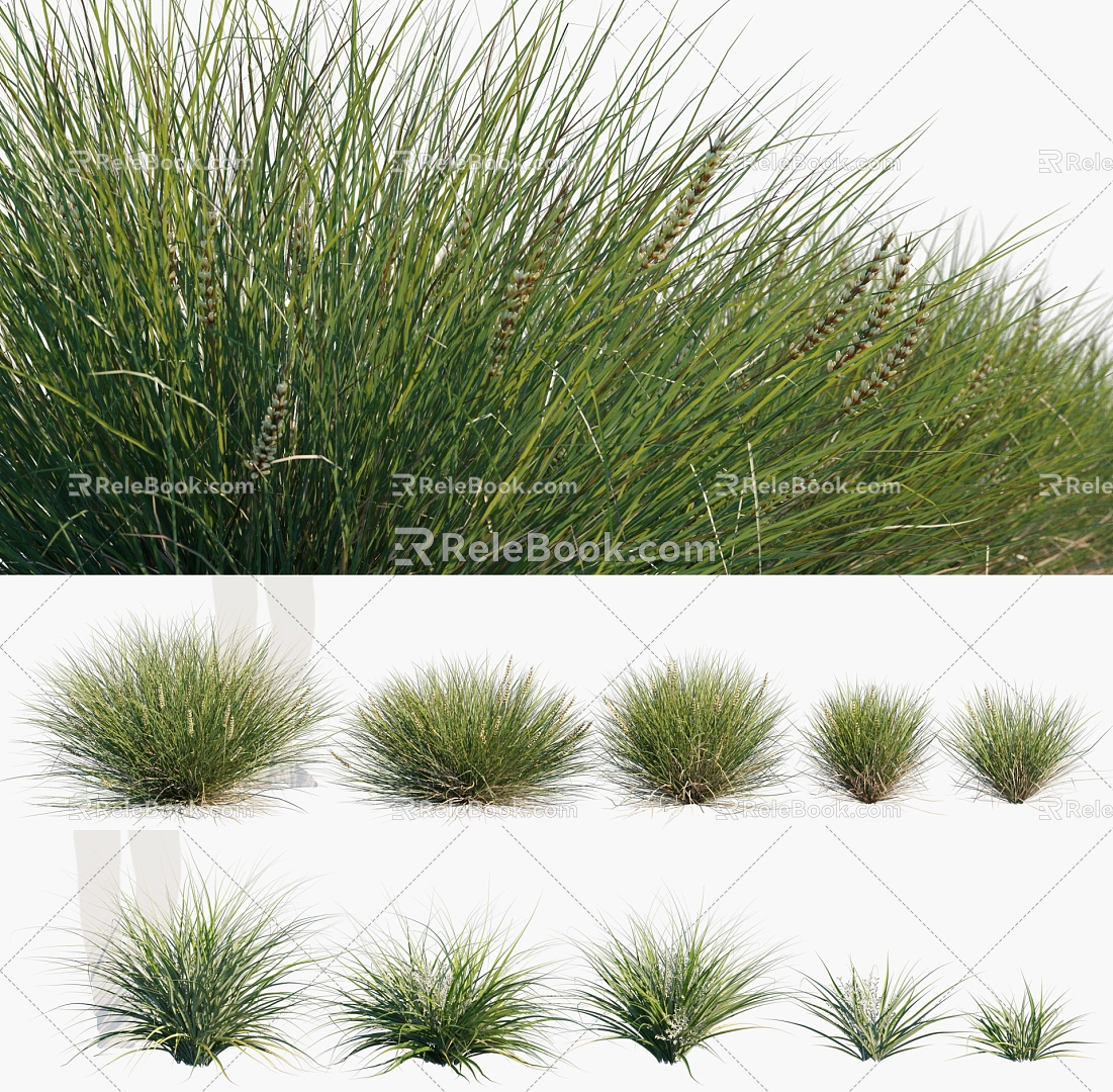 Modern grass plants 3d model