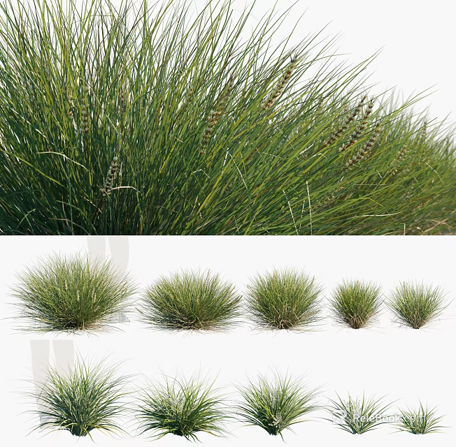 Lush Green Ornamental Grasses With Various Clump Sizes For Garden Landscape Design 3d model 