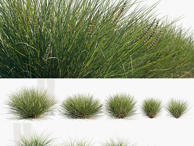 Lush Green Ornamental Grasses With Various Clump Sizes For Garden Landscape Design 3d model