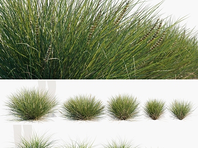 Modern grass plants 3d model