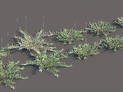 Different Types of Green Herb Plants With Various Leaf Shapes Arranged On Grey Background 3d model