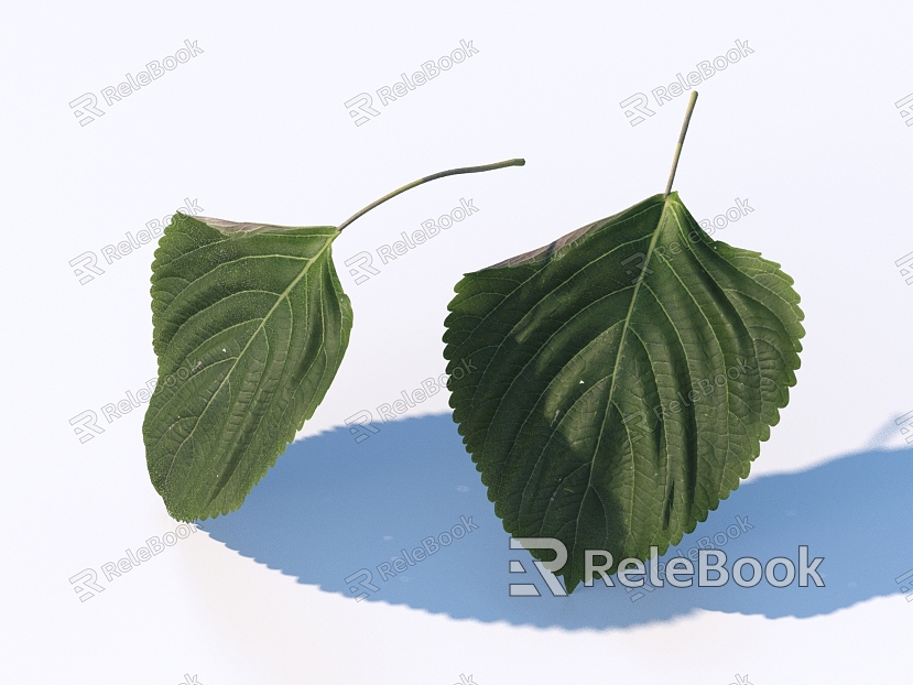 vegetable leaf food model