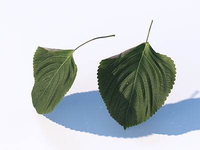 vegetable leaf food model