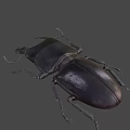Black Stag Beetle With Large Mandibles On Blue Background Close Up View