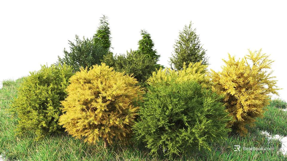 Healthy Ornamental Shrubs With Green And Yellow Foliage Growing On Lush Grass Area 3d model 