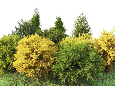 Healthy Ornamental Shrubs With Green And Yellow Foliage Growing On Lush Grass Area 3d model