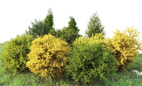 Modern shrubs 3d model