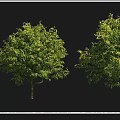 Collection of Various Arbor Species Including American Honeylocust and Ivory Red Japanese Lilac