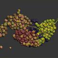 Colorful Grapes Bunch with Red Yellow Green and Purple Fruits on Dark Background