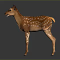 Cute Brown Fawn With White Spots Standing On Reflective Gray Background