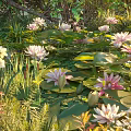 Vibrant Aquatic Plants Featuring Colorful Water Lilies And Green Lily Pads In Lush Natural Pond
