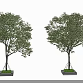 Two Elegant Healthy Arbor Trees With Lush Green Foliage And Concrete Tree Bases