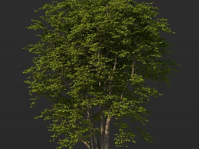 Lush Healthy Arbor With Dense Green Foliage And Strong Trunk For Garden Landscape 3d model