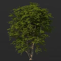 Lush Healthy Arbor With Dense Green Foliage And Strong Trunk For Garden Landscape