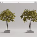 Green Leafy Trees Growing in Square Concrete Tree Planters on Light Background 3d model