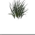 Green Grass With Slender Leaves As Herbaceous Plant Against Dark Gray Background