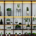 Bonsai Potted Plants Display On Multi Tiered Shelves With Various Pots And Decorative Items