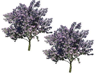 Lush Arbor Trees With Purple Flowers Blooming In Garden Landscape 3d model