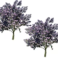 Lush Arbor Trees With Purple Flowers Blooming In Garden Landscape